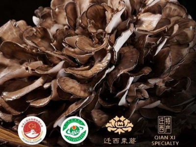 
            迁西正宗栗蘑